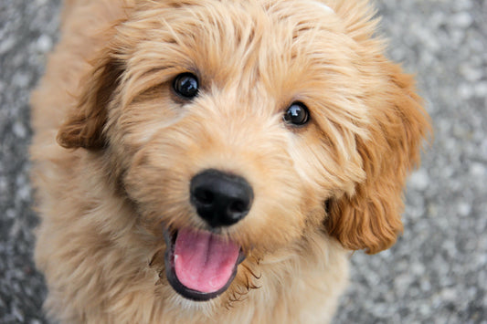 The Goldendoodle Blueprint: Brains, Beauty, and the Art of Managing the Ultimate Muppet