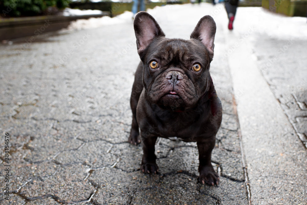 Breaking the Mold: Raising the Athletic, High-Drive French Bulldog