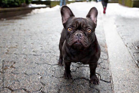 Breaking the Mold: Raising the Athletic, High-Drive French Bulldog