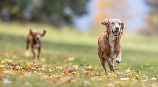 Prepping Your K9 for Fall